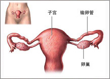 ݔѹܲаYĿ---cookzͨg